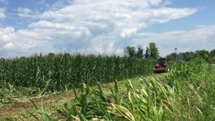 La Corte Ue legittima il divieto italiano sulla coltivazione di mais Ogm