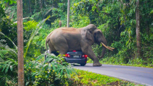 Un elefante mata a un turista en un parque nacional de Tailandia