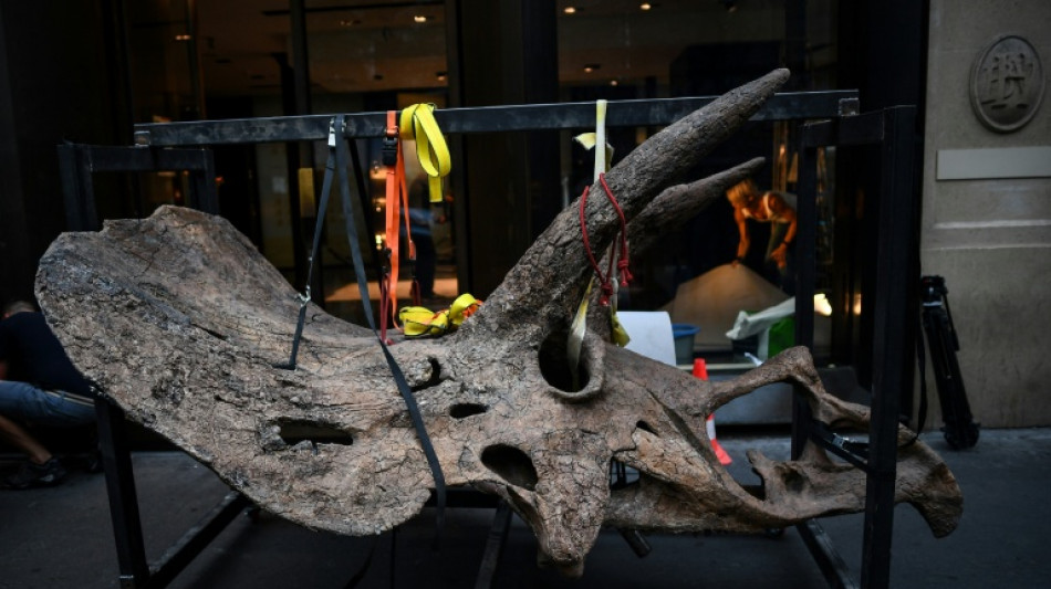 Un museo de &Aacute;msterdam transforma restos prehist&oacute;ricos en piezas art&iacute;sticas