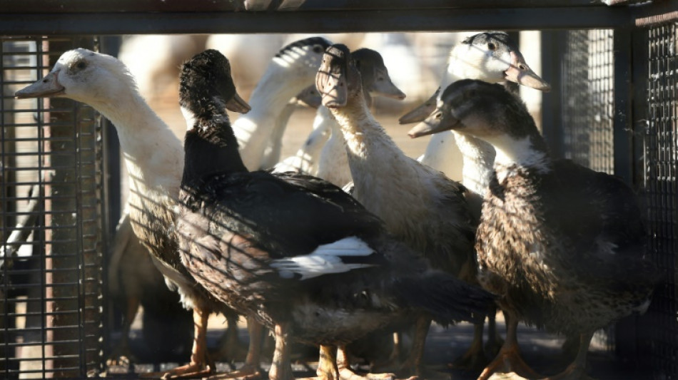 La vaccination&nbsp;contre la grippe aviaire? Une "bou&eacute;e de sauvetage" esp&eacute;r&eacute;e par les &eacute;leveurs landais 