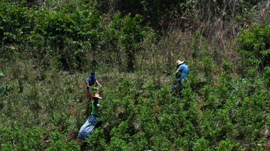 Enfrentado con Trump, Petro afirma que los narcocultivos en Colombia "solo" aumentaron un 3% en 2024