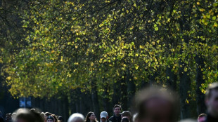 Stadtb&auml;ume k&ouml;nnen im Sommer mehr CO2 aufnehmen als Autos aussto&szlig;en