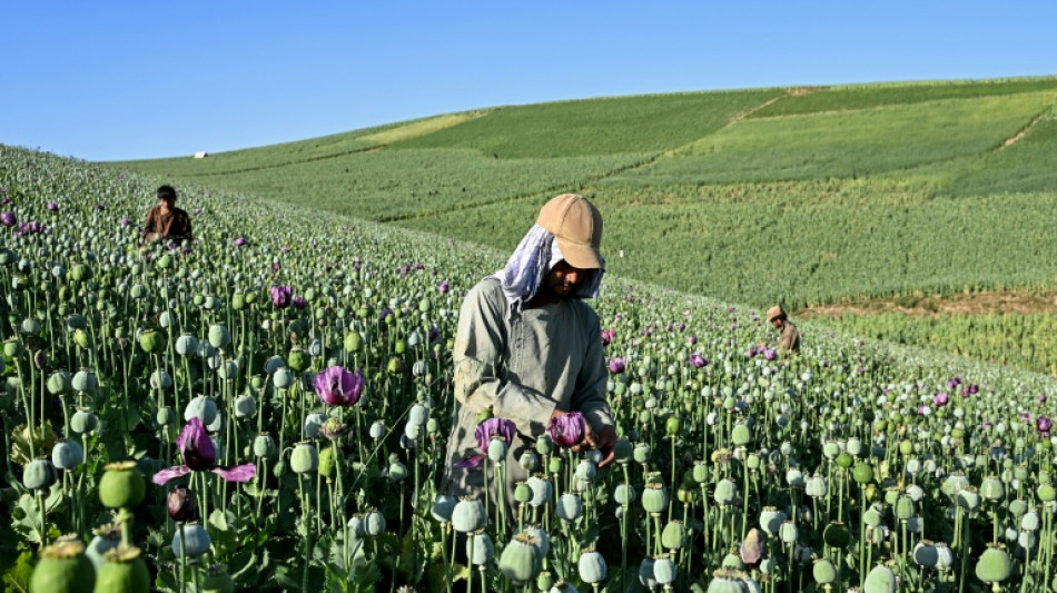 La culture du pavot &agrave; opium repart &agrave; la hausse dans un Afghanistan en proie aux crises