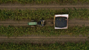 Produ&ccedil;&atilde;o mundial de vinho ter&aacute; leve recupera&ccedil;&atilde;o em 2025, mas continuar&aacute; baixa