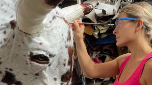 Made in Italy i tori meccanici da rodeo, a rischio dazi Usa