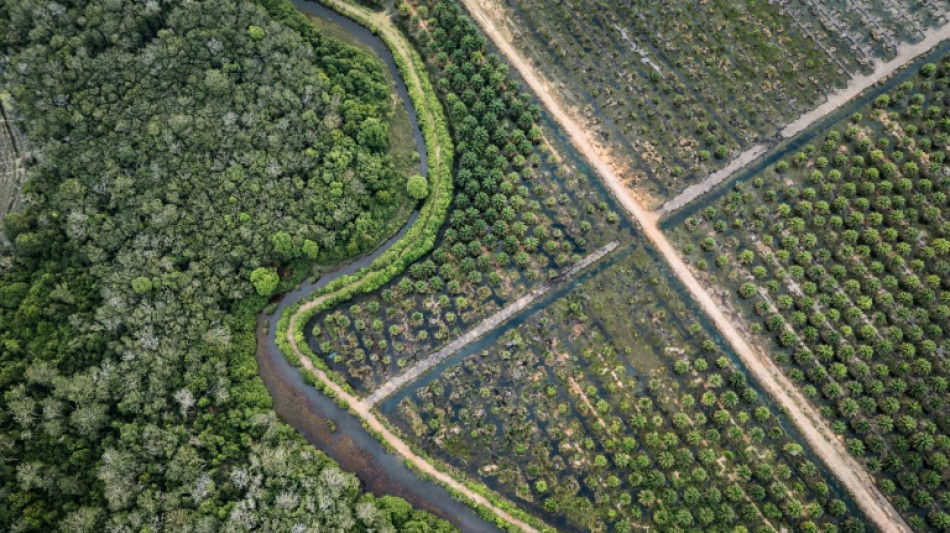 Bruxelles propose d'assouplir sa loi antidéforestation pour faciliter sa mise en oeuvre