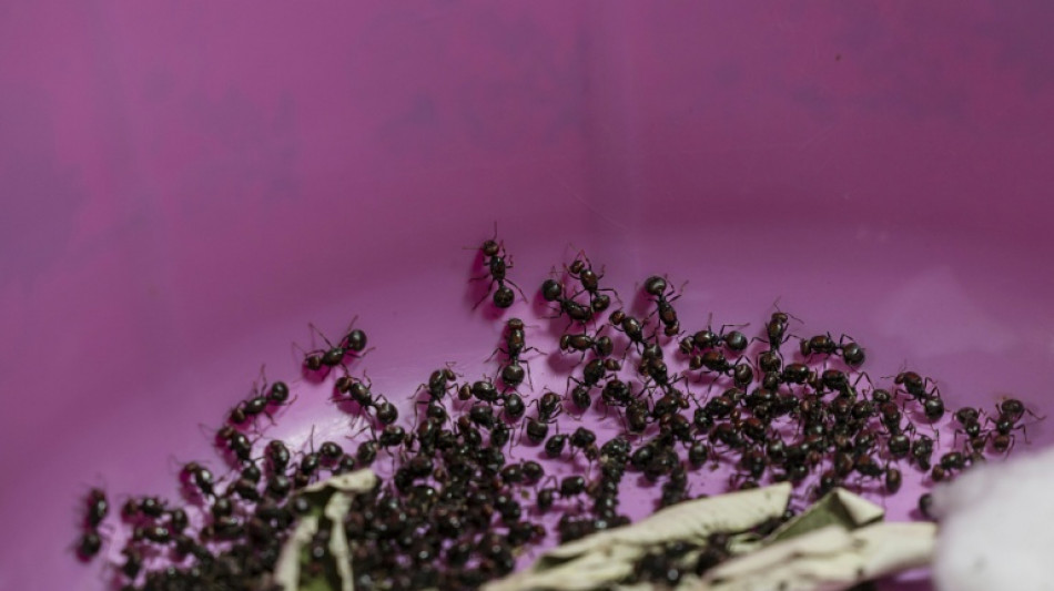 Two men in Kenyan court for ant-smuggling