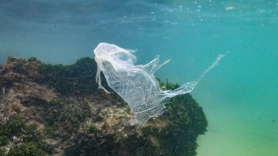 New research measures how much plastic is lethal for marine life
