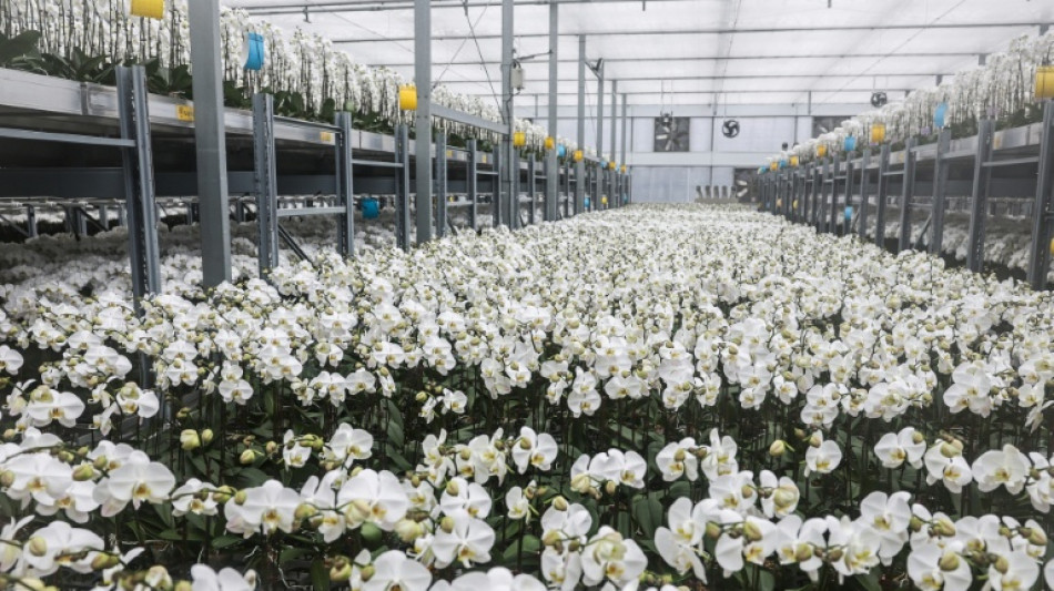 Produtores de orquídeas de Taiwan resistem enquanto tarifas dos EUA disparam