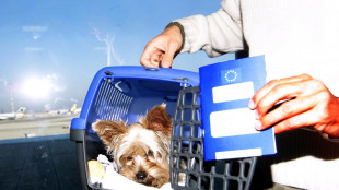 Martedì primo volo con 2 cani in cabina senza trasportino