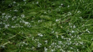 Giftige Doppelg&auml;nger: Experten warnen vor Verwechslung von B&auml;rlauch