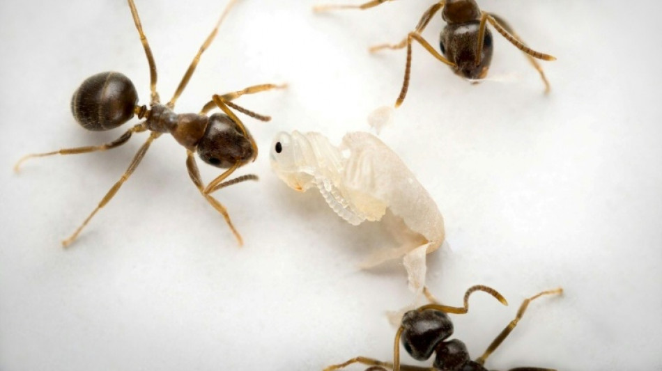 'Come and kill me': sick ants invite destruction to save colony