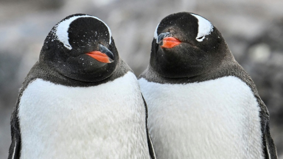 Climat: en Antarctique, les manchots avancent leur p&eacute;riode de reproduction &agrave; vitesse "record"