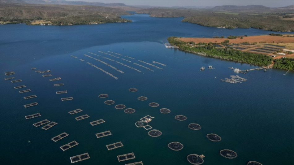 Trump's tariffs drown Brazil's fish industry 