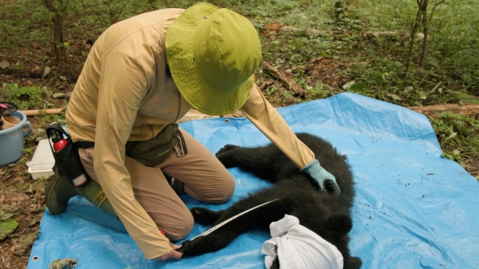 In Japan's mountains, a different way to manage bears