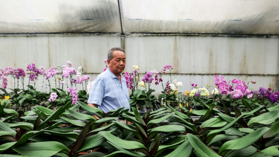 Les orchidées de Taïwan face au couperet douanier de Trump