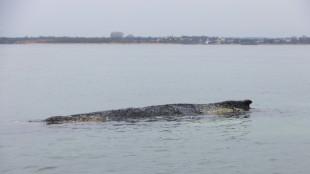 Vor Ostseek&uuml;ste liegender Wal bewegt sich nicht von der Stelle