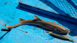 L'UE joue un "r&ocirc;le cl&eacute;" dans le commerce de requins, d&eacute;nonce l'ONG Ifaw