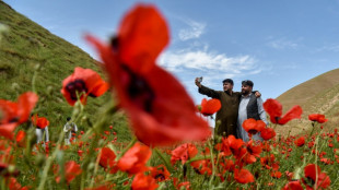 En Afghanistan, f&ecirc;ter le printemps dans les champs de coquelicots