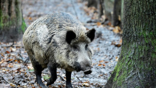 Wildschwein auf Bundesstraße: Acht Autos in Niedersachsen beschädigt