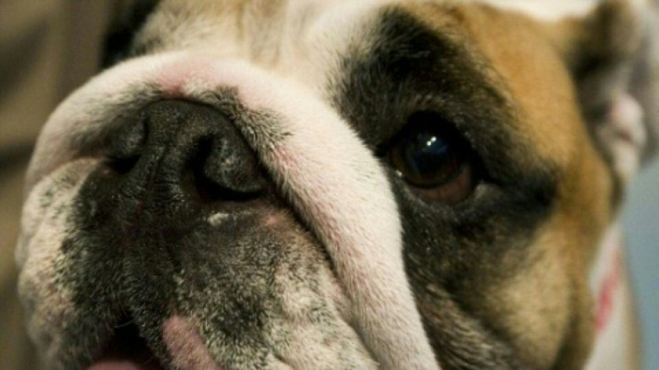 Mann in Niedersachsen von eigener Bulldogge get&ouml;tet