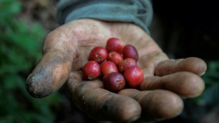 Col&ocirc;mbia registra maior produ&ccedil;&atilde;o de caf&eacute; em 33 anos