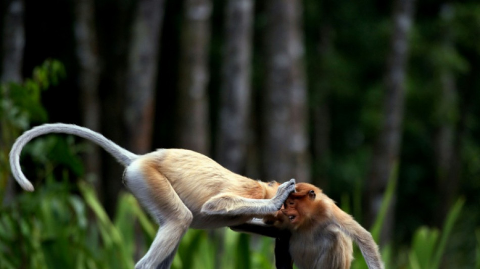 'People could get hurt': Conservationists decry AI wildlife visuals