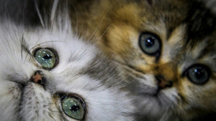 Baden-W&uuml;rttemberg: Drei Katzenbabys in Regionalzug ausgesetzt