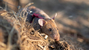 Rat earns world record for sniffing landmines in Cambodia