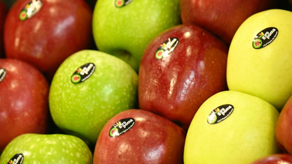 Obstbauern erwarten überdurchschnittliche Apfelernte