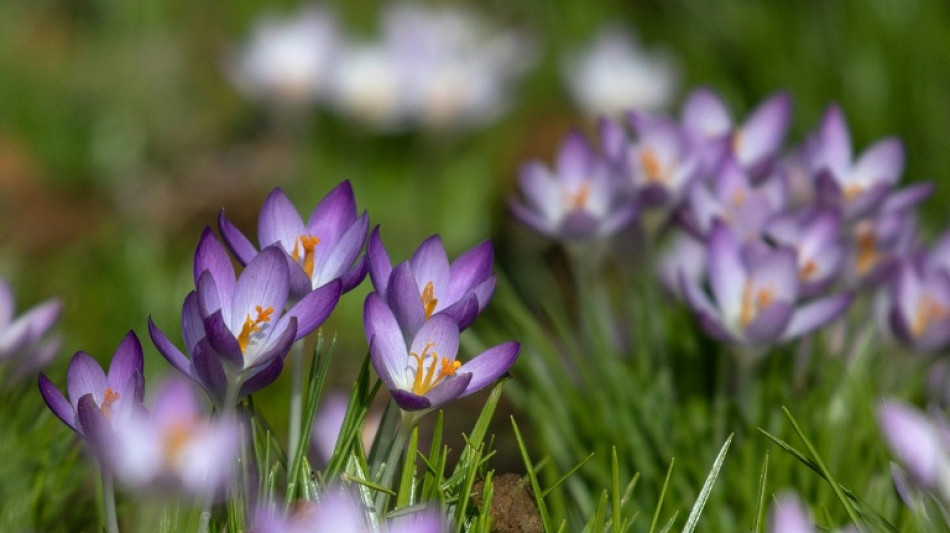 Wetterdienst erwartet "sonnigen Fr&uuml;hling" ab Mitte der Woche