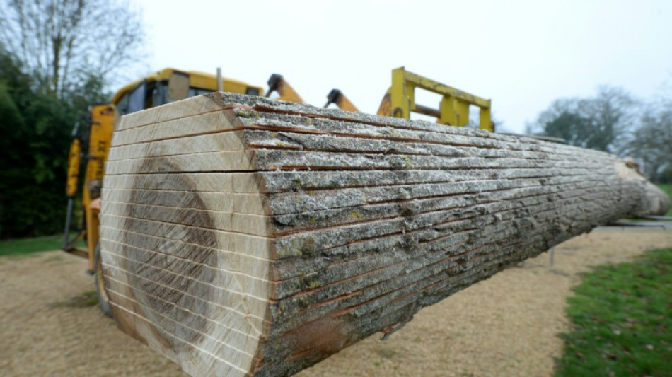 Dans l'Ouest, du bois en circuit court gr&acirc;ce &agrave; une scierie mobile