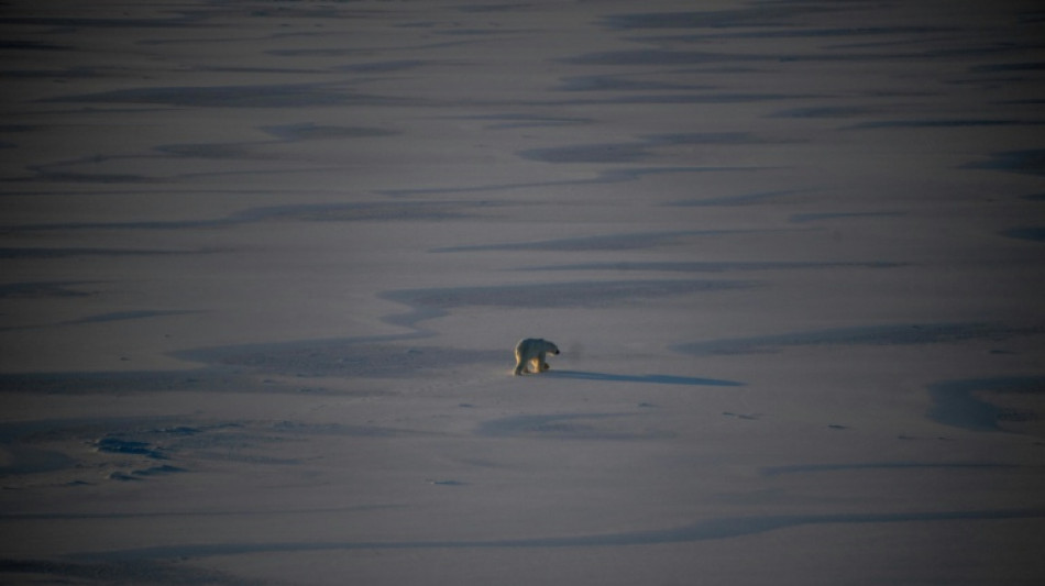 Norway reports Europe's first case of bird flu in a polar bear