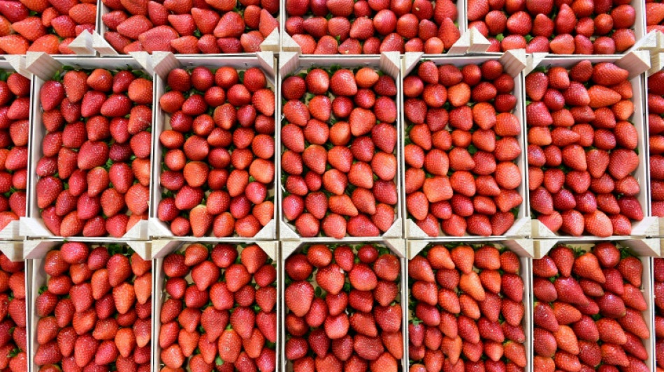 Deutlich niedrigere Ernte von Freiluft-Erdbeeren erwartet - auch weniger Spargel