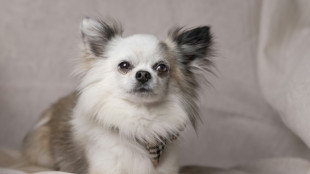 La plupart des chiens ont de l'ADN de loup, m&ecirc;me les chihuahuas