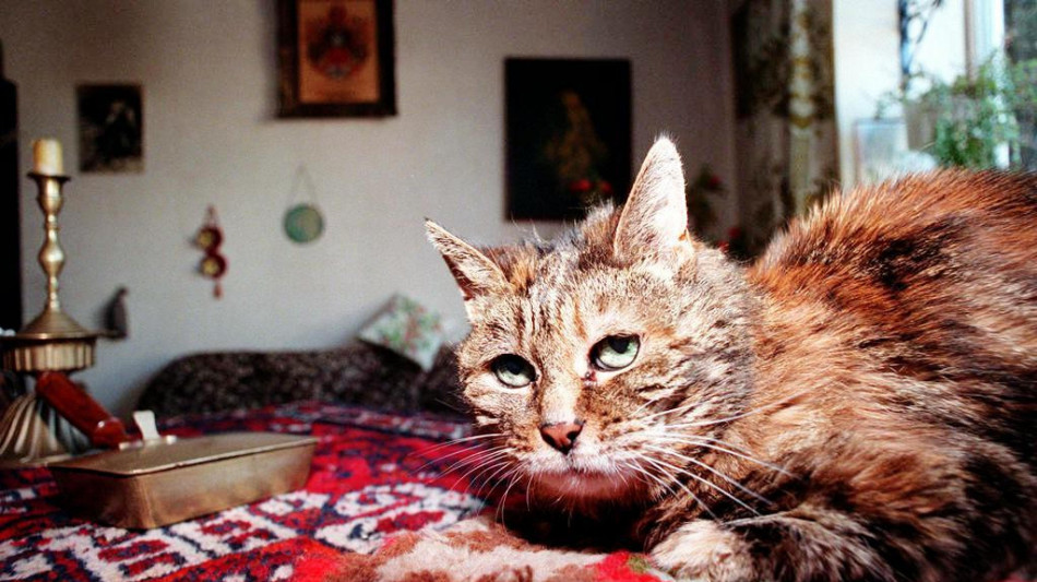 Nei gatti domestici la chiave per capire i tumori negli esseri umani