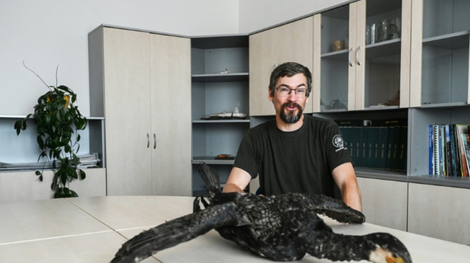 "Massacre &agrave; la tron&ccedil;onneuse" : des p&ecirc;cheurs europ&eacute;ens r&eacute;clament des mesures contre la gloutonnerie des cormorans 