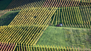 Winzerinnen und Winzer in Deutschland produzieren 2025 weniger Wein