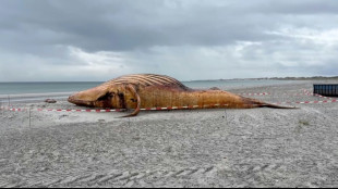 Buckelwal lebte nach Freilassung noch mehrere Tage - Todesursache weiter unklar