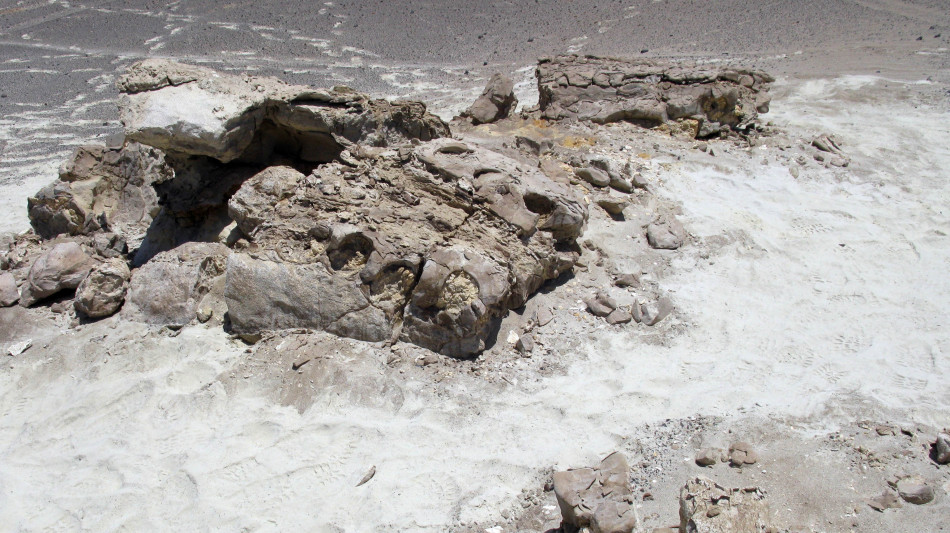 Scoperto sulle Ande uno dei dinosauri più antichi al mondo