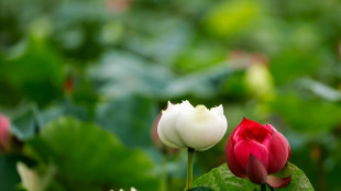 Mappata la crescita delle piante, dalle staminali al fiore