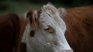 Casi 3.000 bovinos procedentes de Uruguay siguen varados en un barco frente a Turqu&iacute;a
