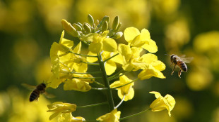 Api selvatiche minacciate in Europa, aggiornata la Lista Rossa