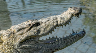 Zoll in Baden-W&uuml;rttemberg entdeckt Handtaschen aus Krokodil- und Rochenleder