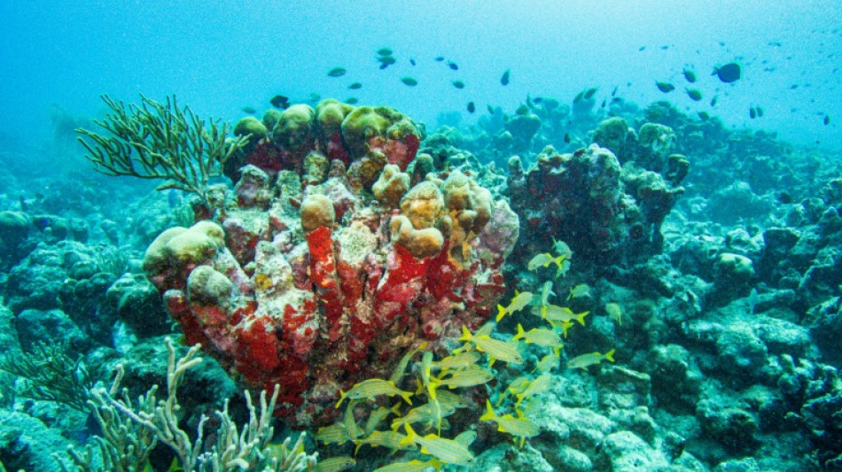 Flughafen Hamburg: Acht gesch&uuml;tzte Korallen in Gep&auml;ck von Urlauberin entdeckt&nbsp;