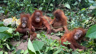 Baby orangutans in India expose 'frightening' scale of trafficking