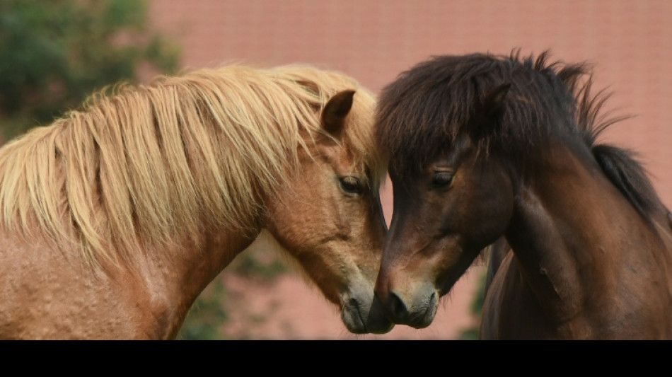 Zwei Pferde verenden bei Verkehrsunfall auf R&uuml;gen - Autofahrerin verletzt
