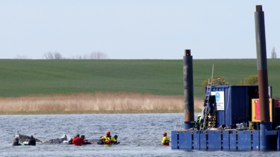 Germany holds breath as stranded whale 'Timmy' sets off in barge